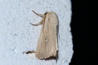 Mythimna sicula