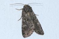 Mamestra brassicae