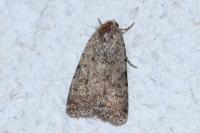 Caradrina clavipalpis