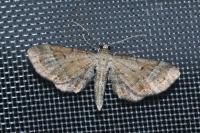 Eupithecia simpliciata