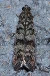 Dioryctria