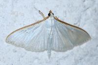Palpita vitrealis