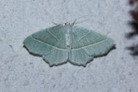Campaea margaritaria