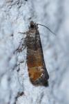 Clavigesta purdeyi