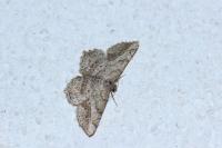 Chiasmia aestimaria