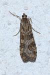 Nomophila noctuella