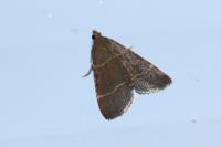 Hypsopygia glaucinalis
