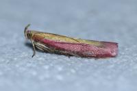 Oncocera semirubella