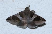 Dysgonia algira