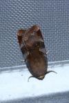 Noctua janthe