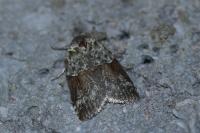 Nycteola siculana