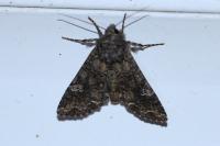 Mamestra brassicae
