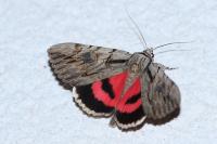 Catocala optata