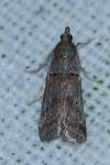 Acrobasis bithynella