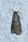 Apaidia mesogona
