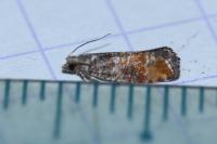 Clavigesta purdeyi