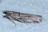 Acrobasis bithynella
