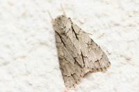 Acronicta tridens