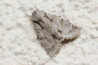 Acronicta tridens