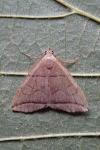 Herminia grisealis