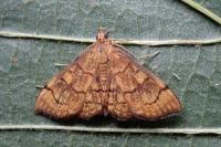 Anania verbascalis