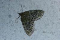 Acasis viretata