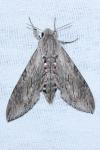 Agrius convolvuli