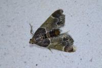 Pyralis farinalis