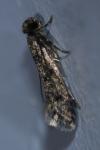 Nemapogon