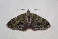 Acasis viretata