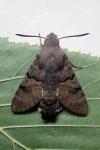 Macroglossum stellatarum