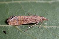 Euchromius ocellea
