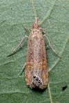 Euchromius ocellea