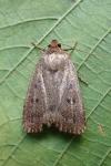 Amphipyra tragopoginis