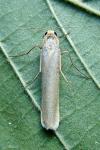 Indalia pygmaeola