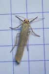 Indalia pygmaeola
