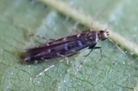Parectopa ononidis