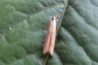 Coleophora salicorniae