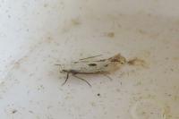 Elachista biatomella