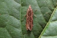 Monochroa palustrellus