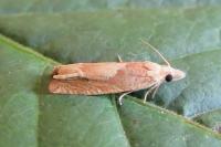 Eucosma conterminana