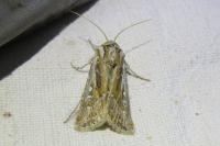 Agrotis graslini