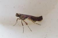 Caloptilia semifascia