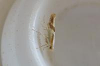 Argyresthia bonnetella