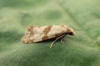 Phalonidia contractana