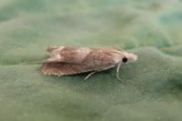 Eucosma conterminana