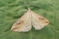 Evergestis forficalis