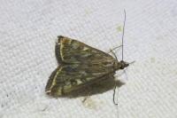 Loxostege sticticalis