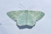 Chlorissa viridata