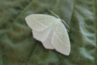 Hemistola chrysoprasaria